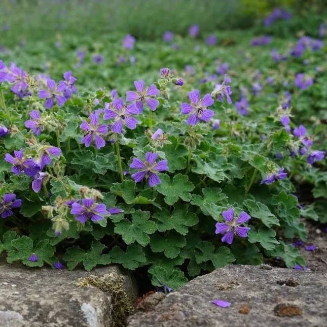 Storchschnabel 'Philippe Vapelle' Violett