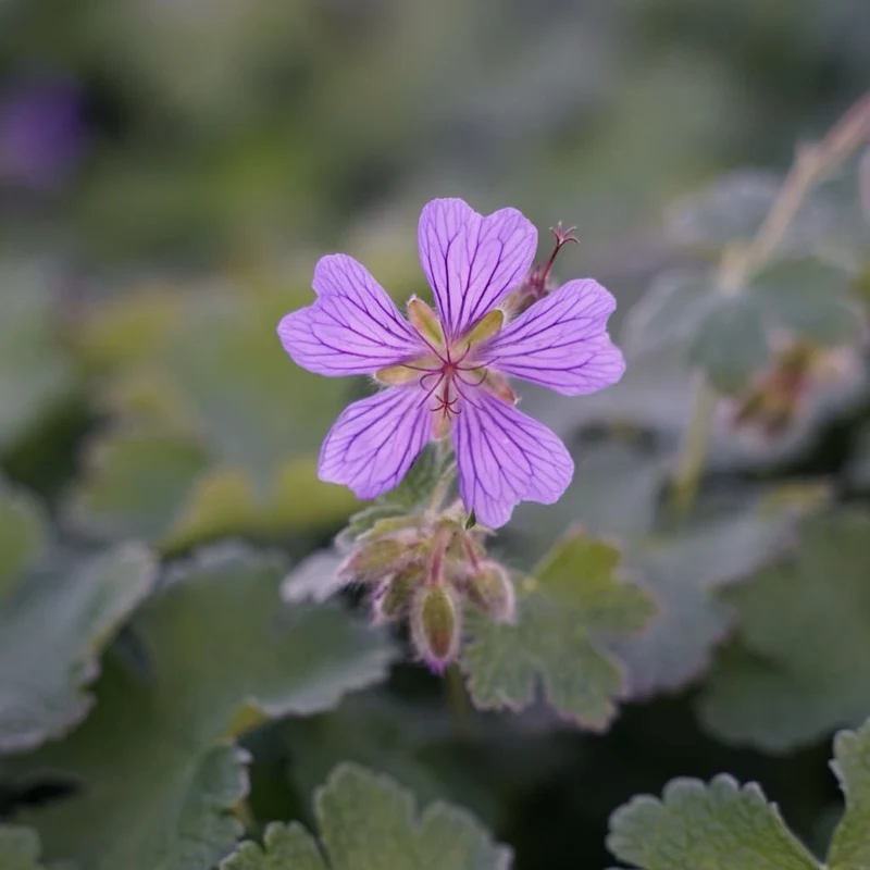 Storchschnabel 'Philippe Vapelle' Violett
