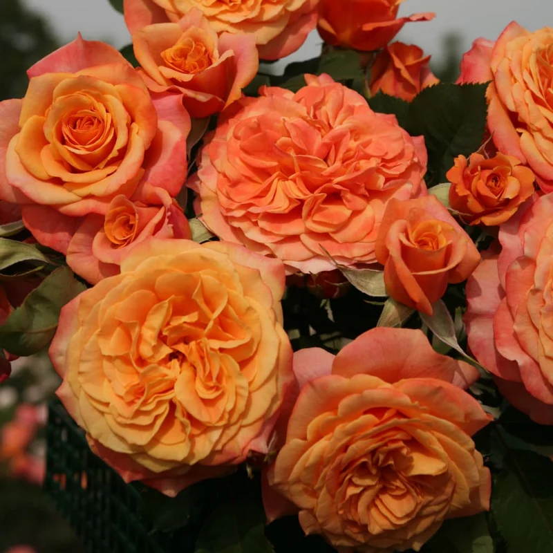 Strauchrose 'La Villa Cotta'® Kupfergelb-Orange