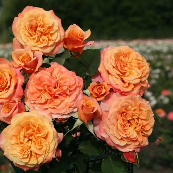 Strauchrose 'La Villa Cotta'® Kupfergelb-Orange