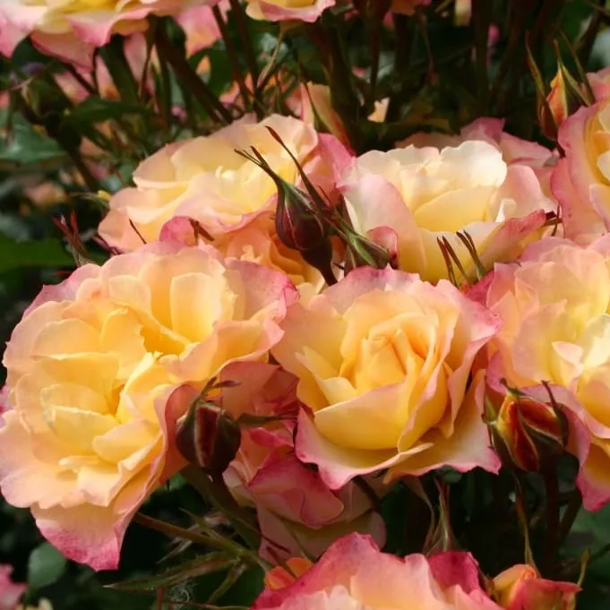 Strauchrose 'Landlust'® Gelb-Pink