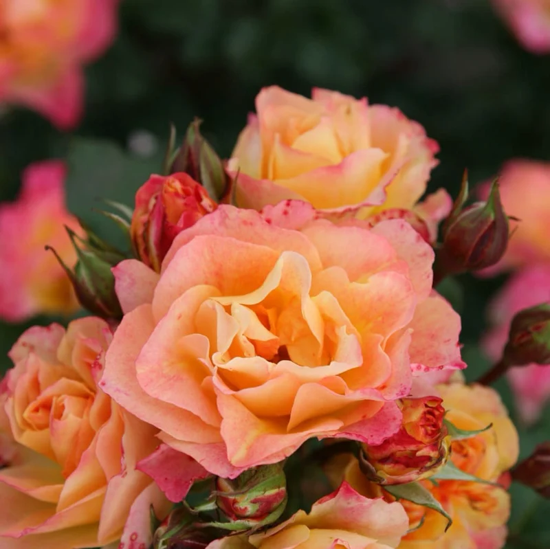 Strauchrose 'Landlust'® Gelb-Pink