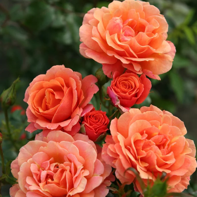 Strauchrose 'Lambada'® Orange