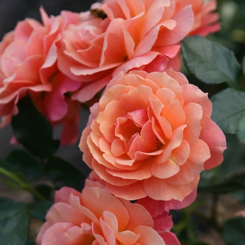 Strauchrose 'Lambada'® Orange