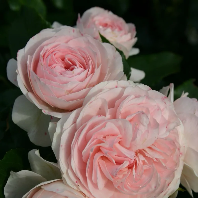 Bodendeckerrose 'Larissa'® Rosa