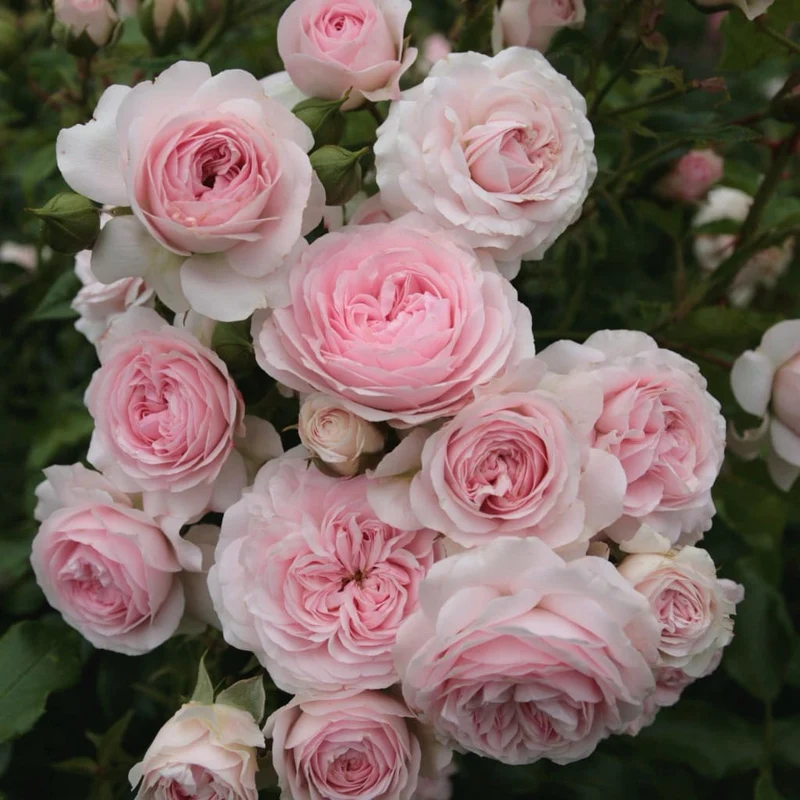 Bodendeckerrose 'Larissa'® Rosa