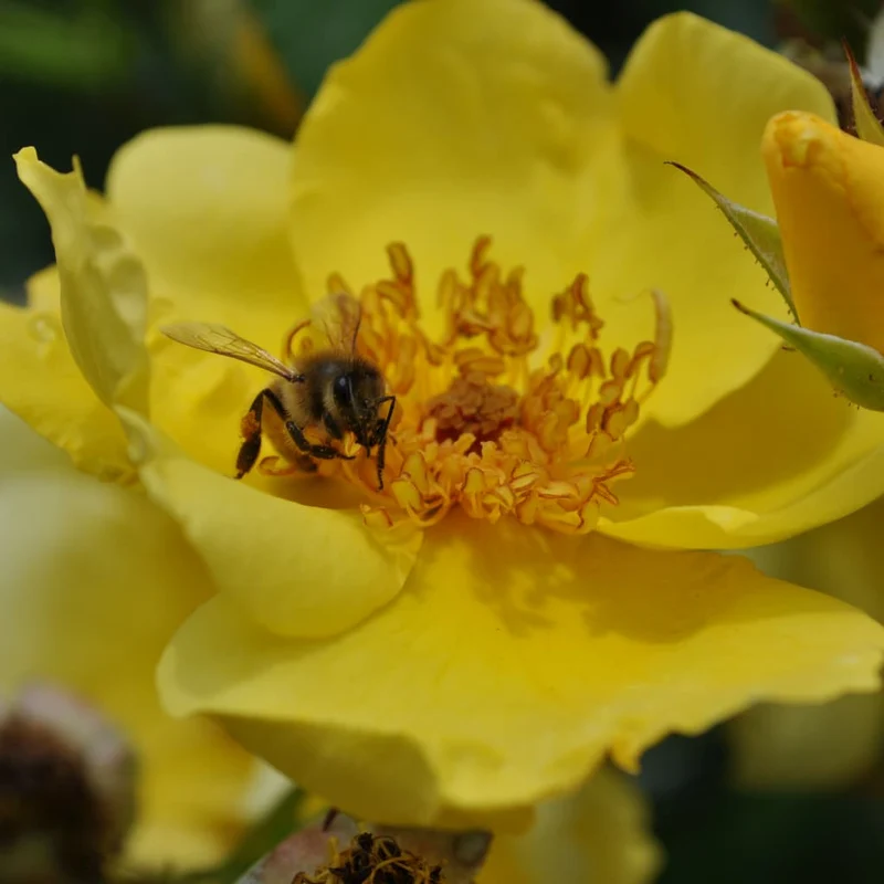 Bodendeckerrose 'Lemon Fizz'® Gelb