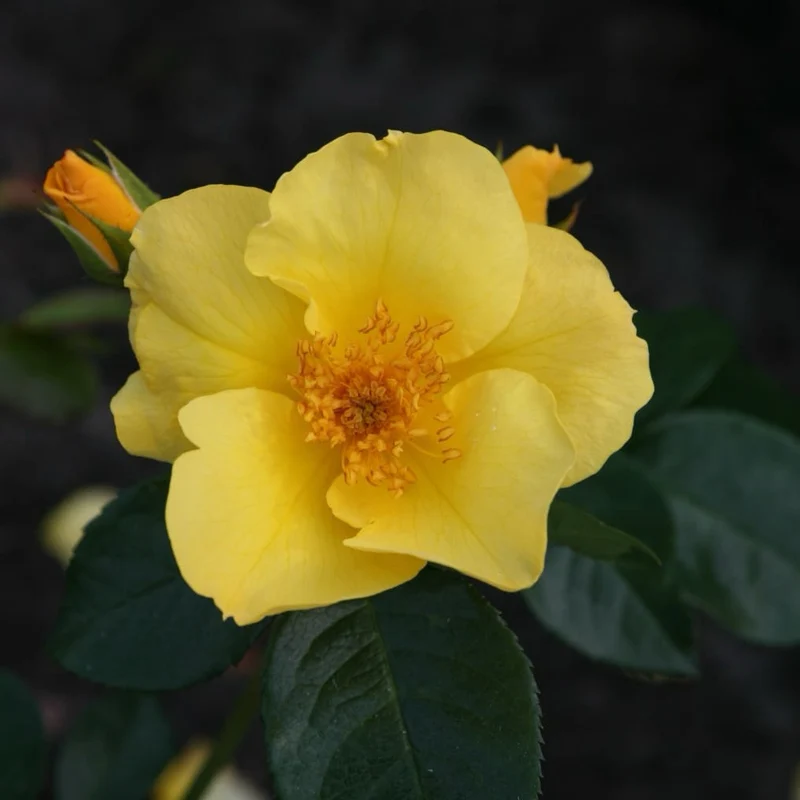Bodendeckerrose 'Lemon Fizz'® Gelb