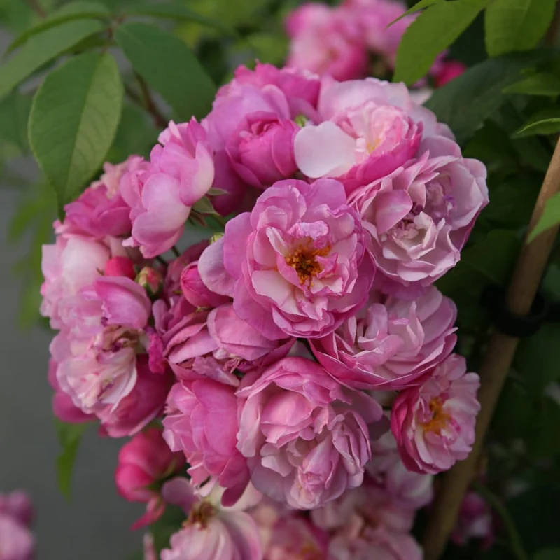 Ramblerrose 'Lavender Siluetta'® Fliederfarben