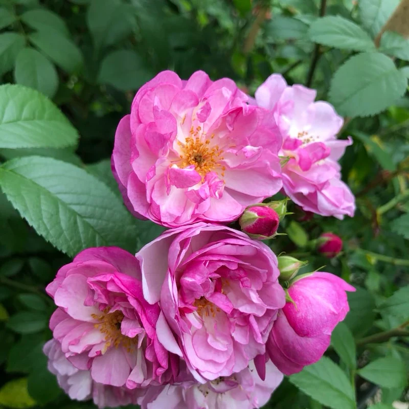 Ramblerrose 'Lavender Siluetta'® Fliederfarben