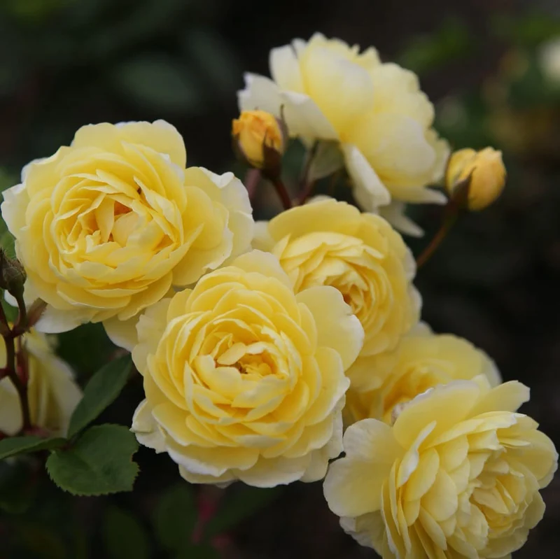 Ramblerrose 'Lemon Siluetta'® Zitronengelb