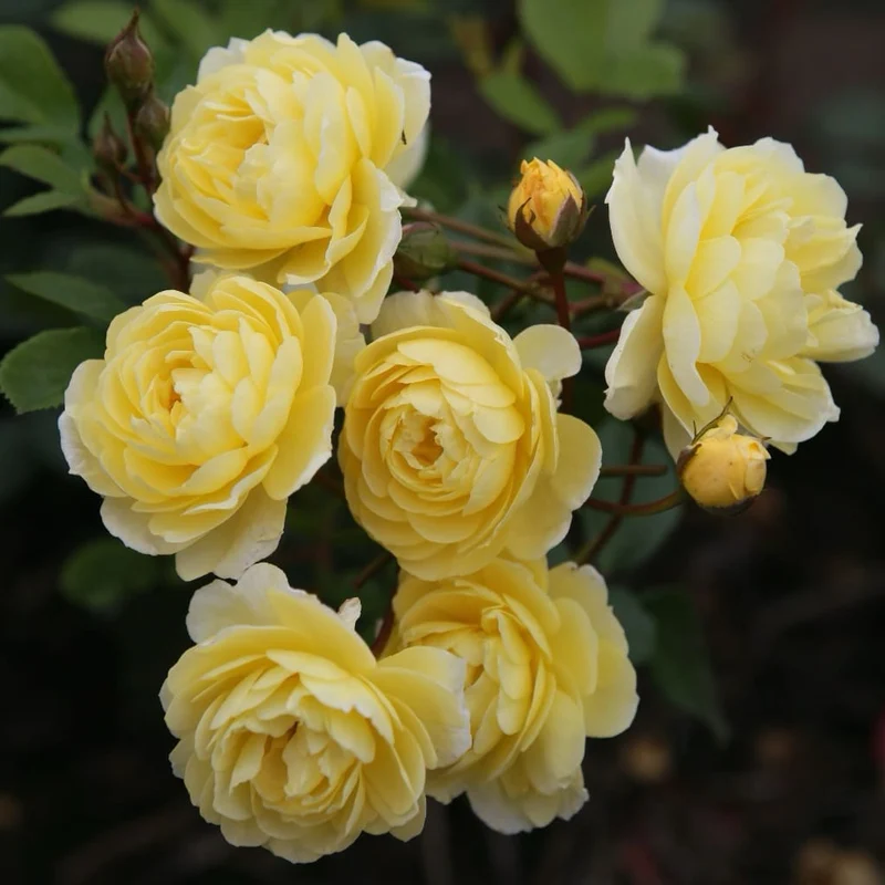 Ramblerrose 'Lemon Siluetta'® Zitronengelb