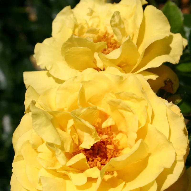 Strauchrose 'Lichtkönigin Lucia'® Zitronengelb