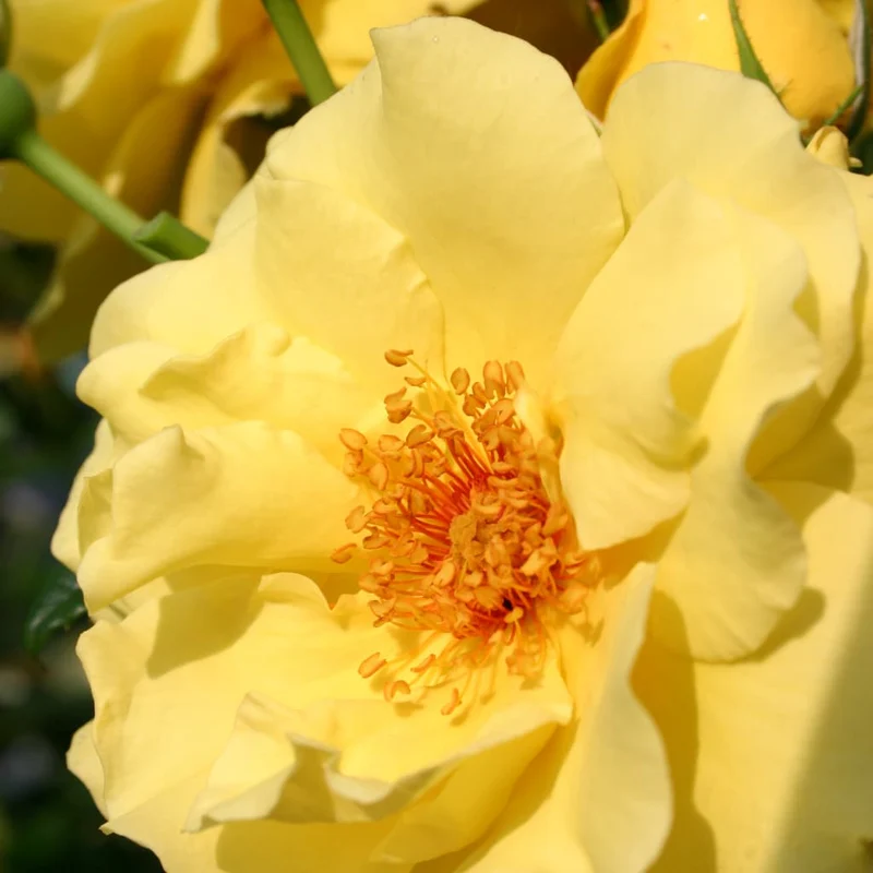Strauchrose 'Lichtkönigin Lucia'® Zitronengelb