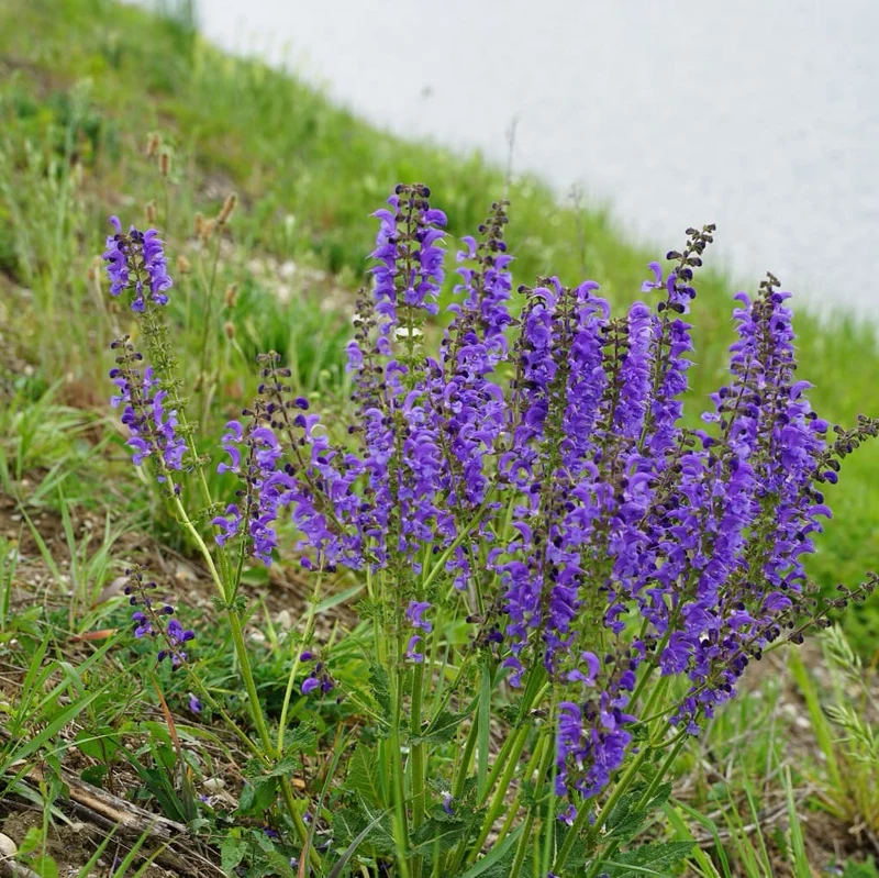 Wiesen-Salbei Blau