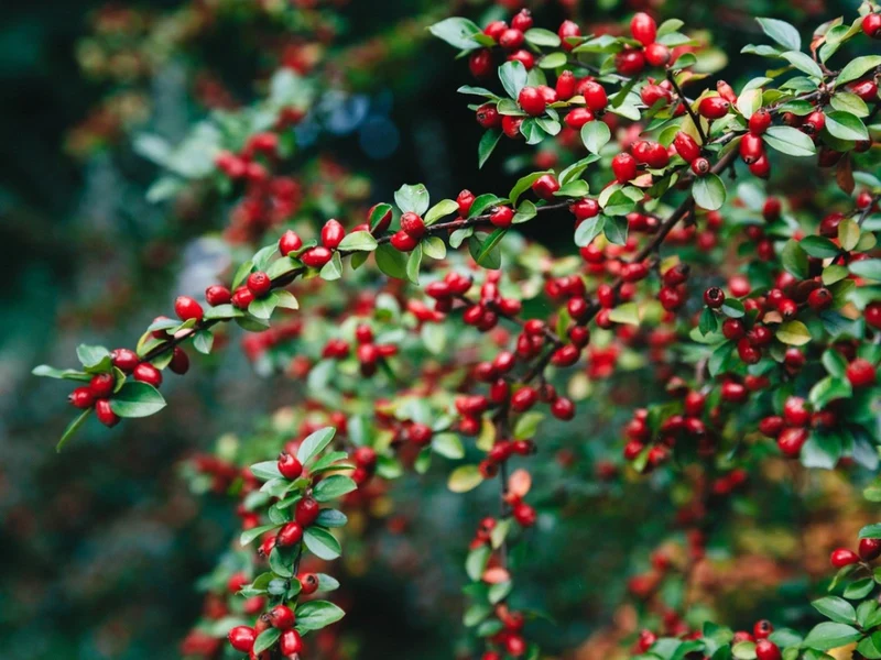 Glossy Leaf Evergreen Tree Seeds – Ornamental Tree with Bright Berries