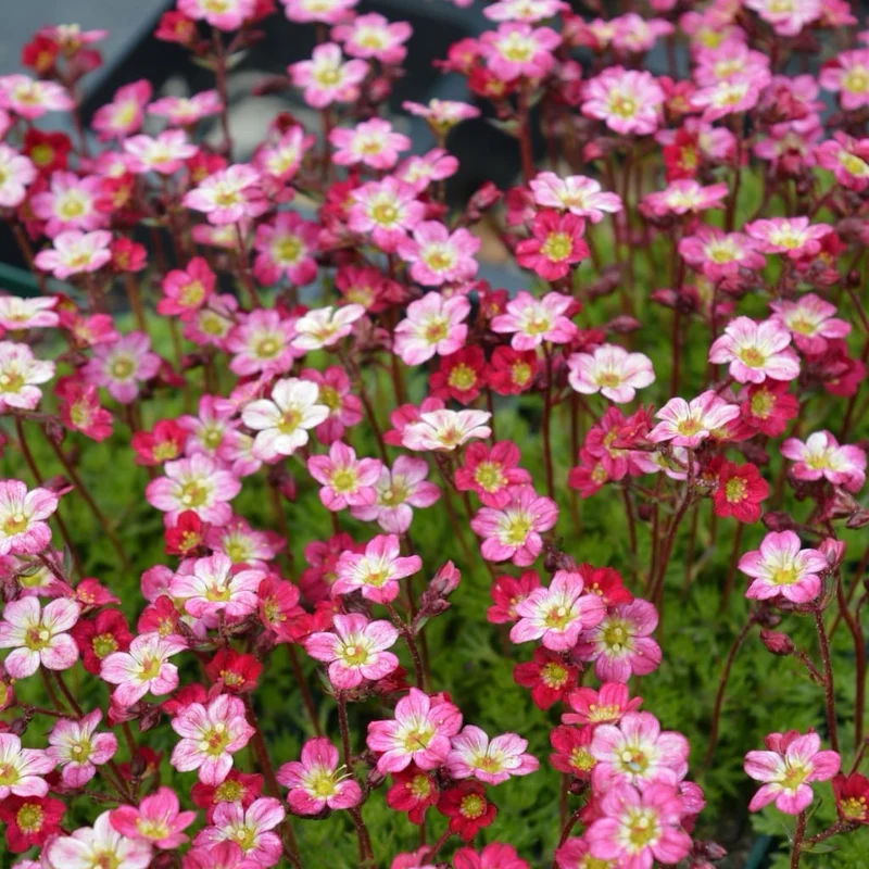 Moos-Steinbrech 'Pixie Rose' Rosa
