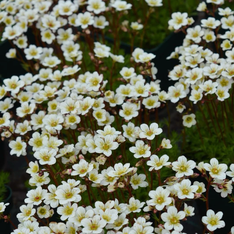Moos-Steinbrech 'Pixie White' Weiß