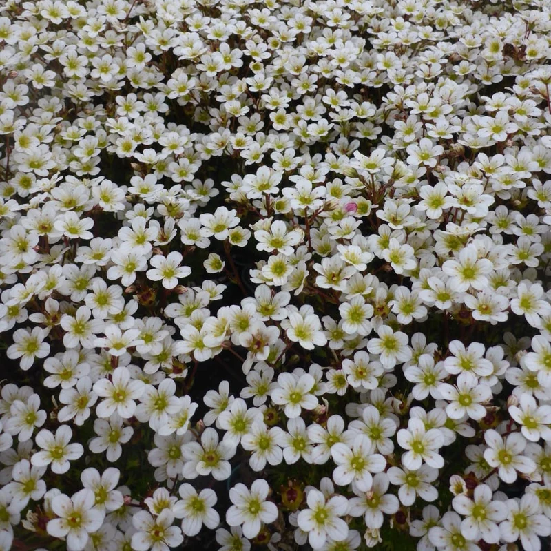 Moos-Steinbrech 'Pixie White' Weiß