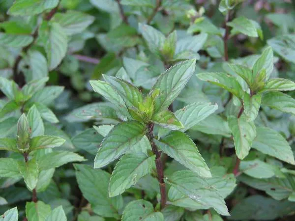 Peppermint (Mentha × piperita) Seeds – Fresh, Aromatic Herb for Planting, Organic & Non-GMO Garden Essential
