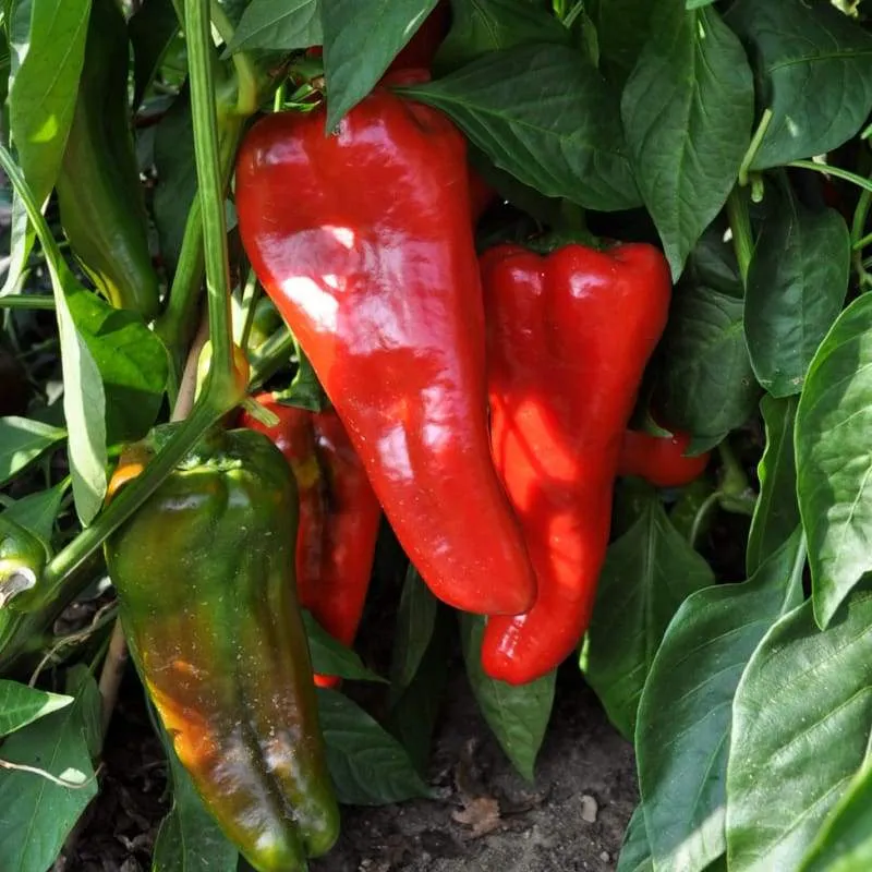 Carmen Bell Pepper Seeds – Sweet & Flavorful Italian Variety