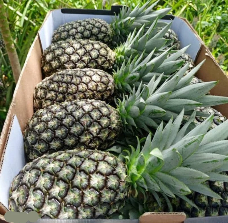 Abacaxi Pineapple Seeds for Planting – Grow Sweet & Juicy Sugarloaf Pineapples