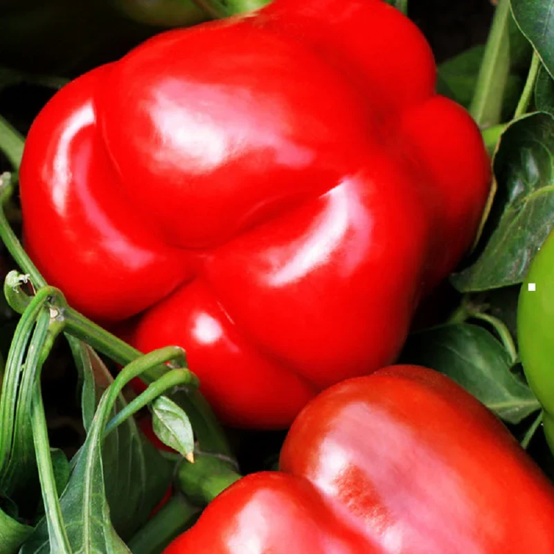 Red Knight Bell Pepper Seeds – High-Yield, Sweet & Early Maturing
