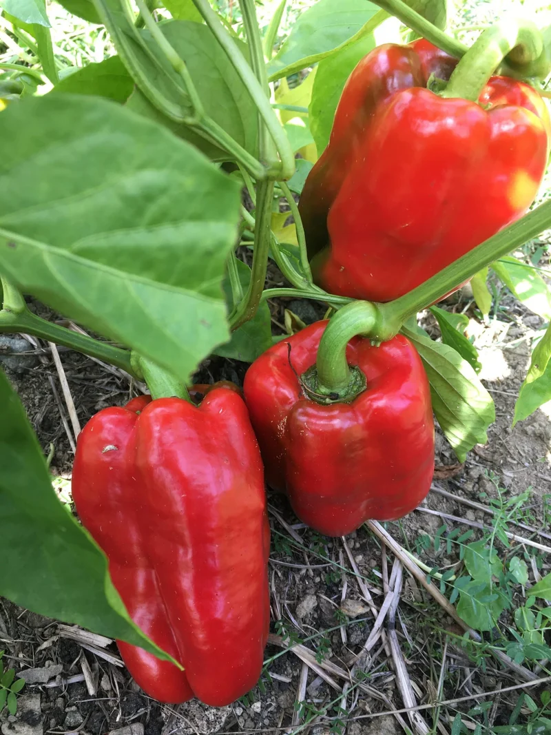 King of the North Bell Pepper Seeds – Cold-Hardy, Early Maturing, Sweet & Crisp