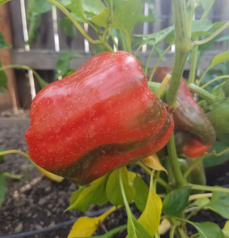 King of the North Bell Pepper Seeds – Cold-Hardy, Early Maturing, Sweet & Crisp