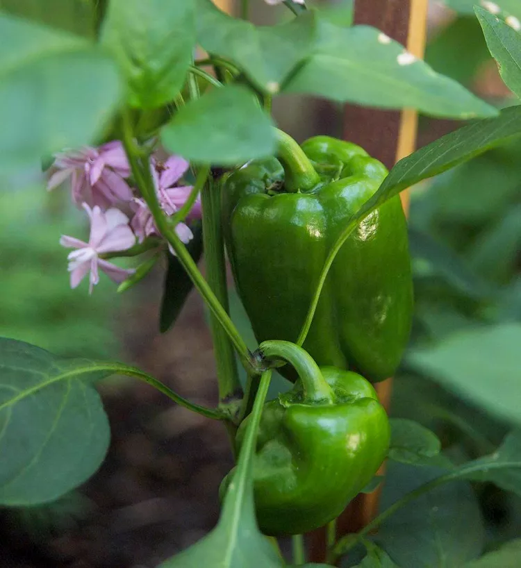 Fat N’ Sassy Bell Pepper Seeds – Sweet, Juicy & High-Yielding Peppers