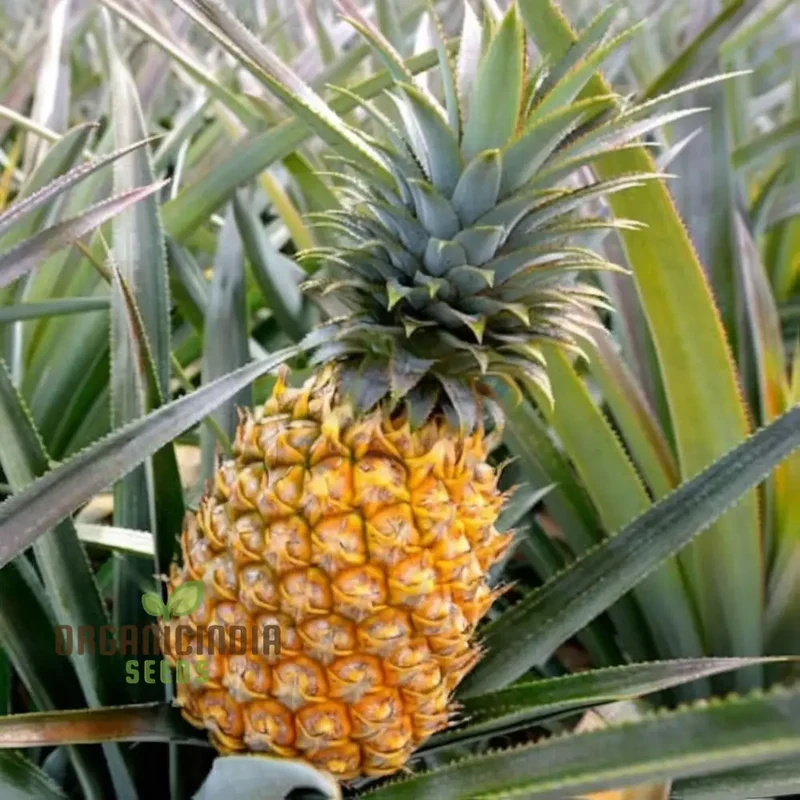 Queen Pineapple Seeds for Planting – Grow Sweet & Fragrant Natal Queen Pineapples