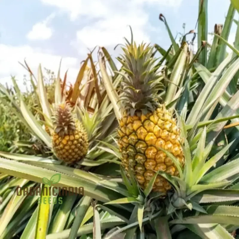Queen Pineapple Seeds for Planting – Grow Sweet & Fragrant Natal Queen Pineapples