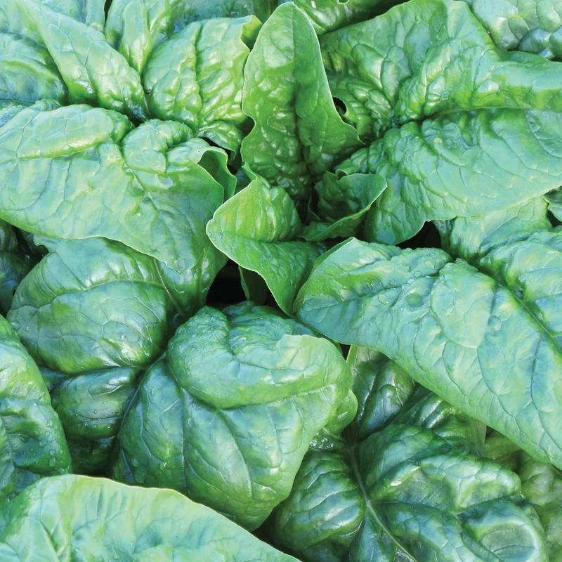 Regiment Spinach Seeds – High-Yield, Nutritious Green Variety for Healthy Gardens