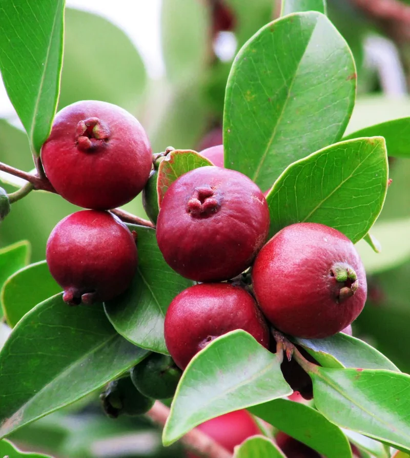 Barbados (Strawberry Guava) Seeds – Sweet & Fragrant Tropical Fruit for Planting