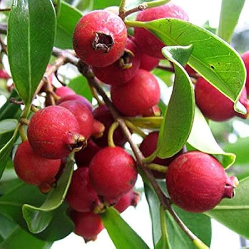 Barbados (Strawberry Guava) Seeds – Sweet & Fragrant Tropical Fruit for Planting