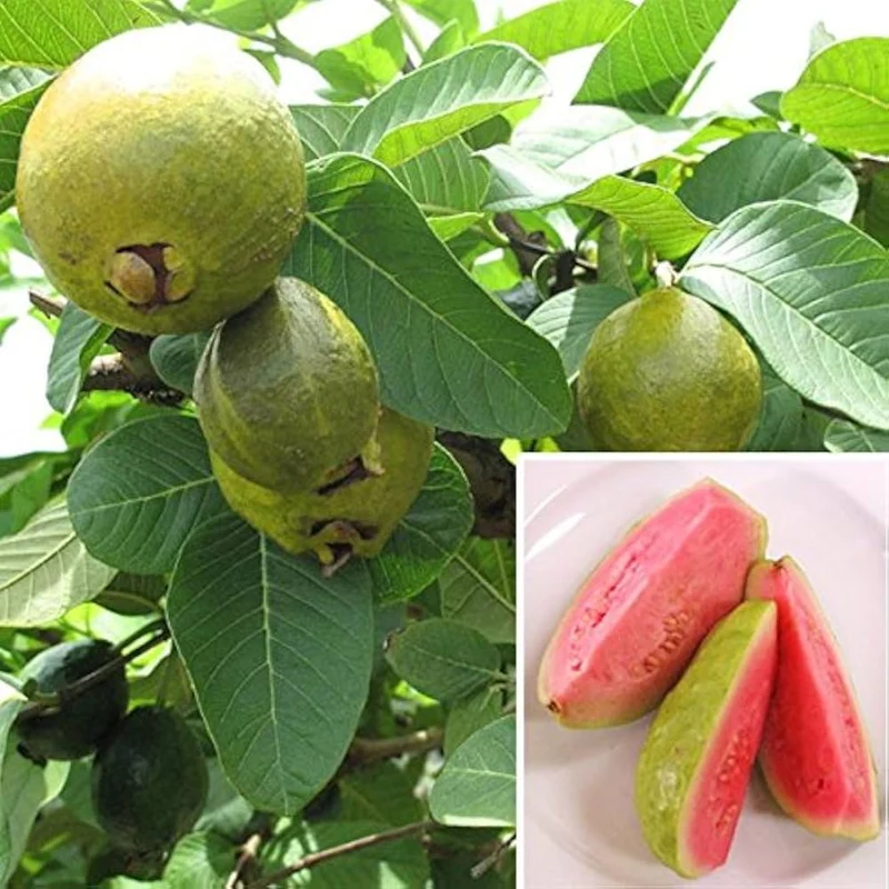 Taiwan Pink (Ruby Supreme) Guava Seeds – Sweet & Juicy Tropical Fruit for Planting
