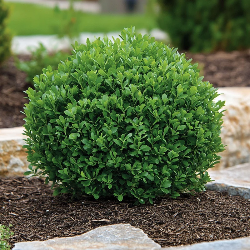 Green Gem Boxwood – Compact Evergreen Shrub for Low-Maintenance Landscaping