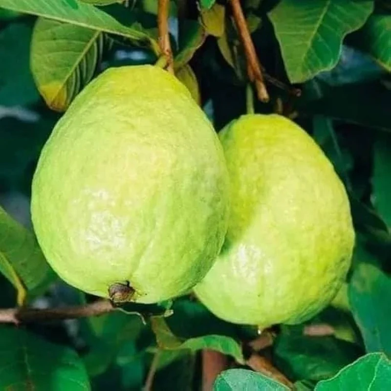 Beaumont Guava Seeds – Sweet & Aromatic Tropical Fruit for Planting