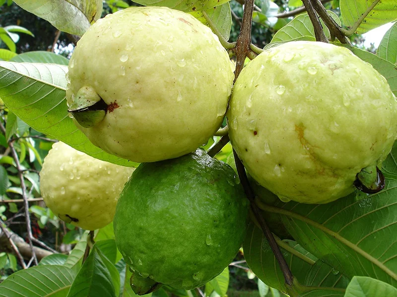 Beaumont Guava Seeds – Sweet & Aromatic Tropical Fruit for Planting