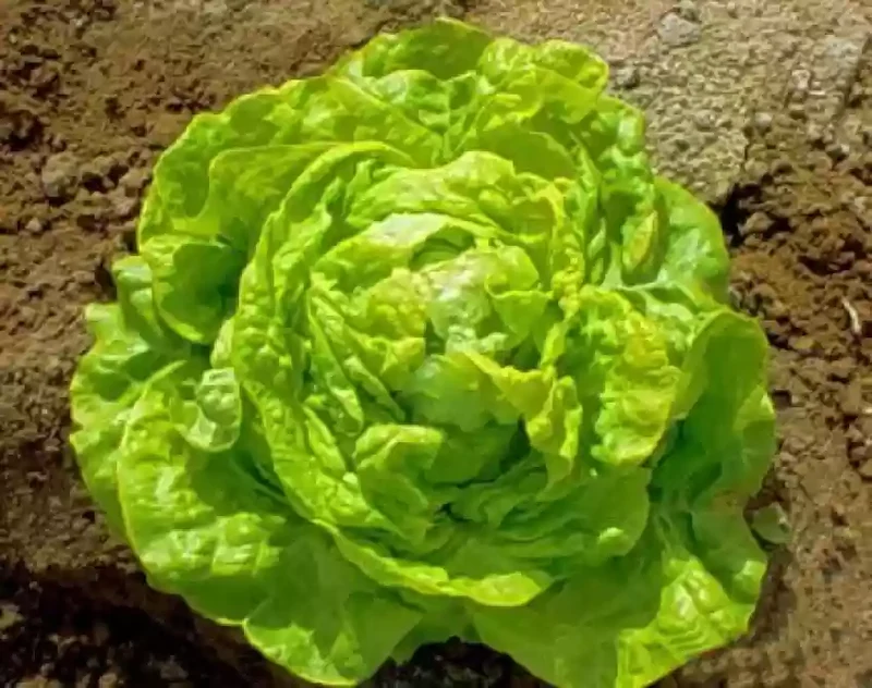 Butterhead White Lettuce Seeds – Heirloom, Crisp & Tender Lettuce for Your Garden