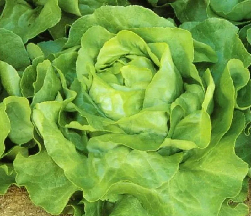 Butterhead White Lettuce Seeds – Heirloom, Crisp & Tender Lettuce for Your Garden