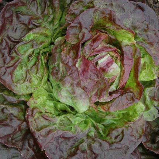 Butterhead Red Lettuce Seeds – Heirloom, Fresh & Crunchy, Perfect for Home Gardens