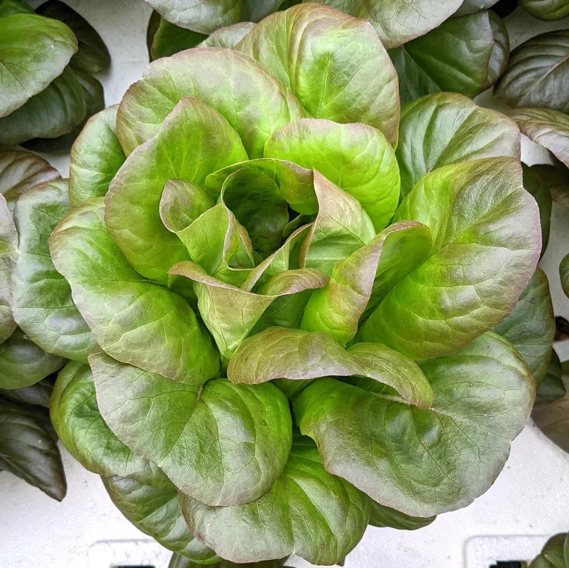 Butterhead Red Lettuce Seeds – Heirloom, Fresh & Crunchy, Perfect for Home Gardens