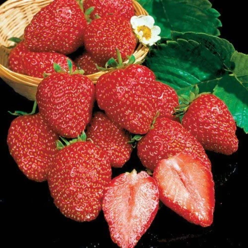 Earliglow Strawberry Seeds for Planting – Sweet, Early Harvest Berries