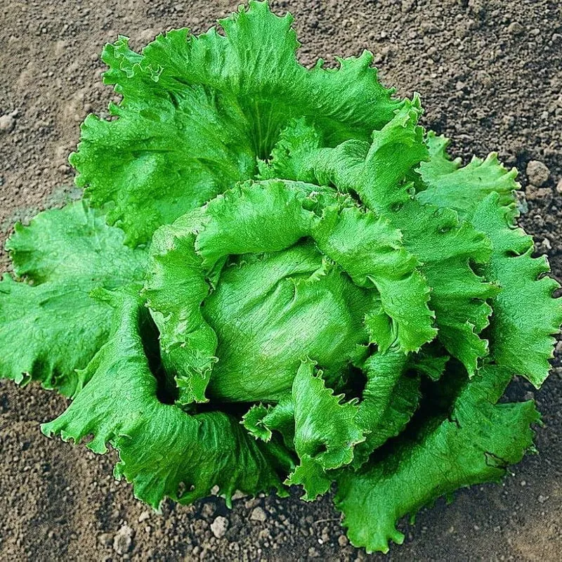 Great Lakes Lettuce Seeds – Heirloom, High-Quality, Fresh & Crisp Lettuce Variety