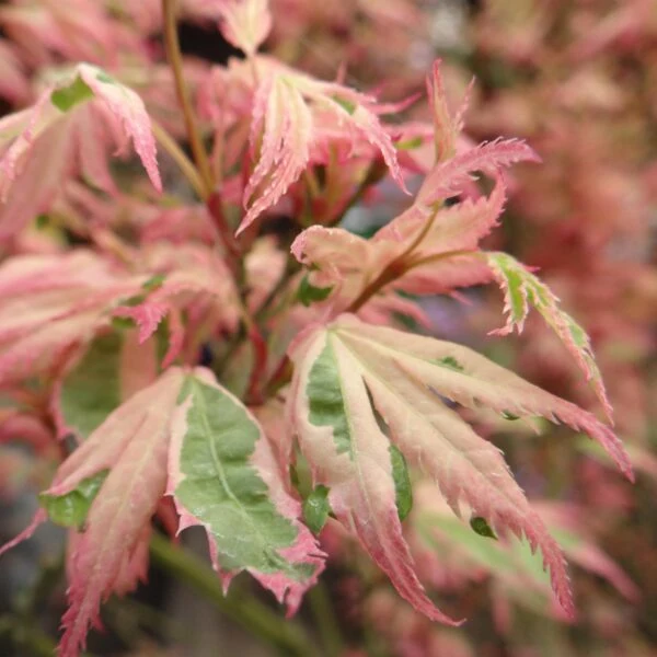 Japanischer Ahorn (Acer palmatum 'Iyoshi')