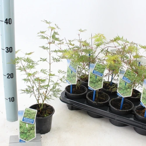 Japanischer Ahorn (Acer palmatum 'Emerald Lace')