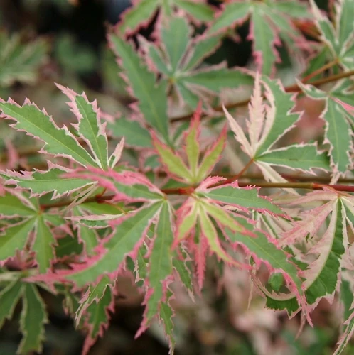Japanischer Ahorn (Acer palmatum 'Butterfly')