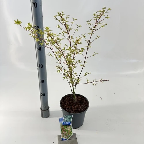 Japanischer Ahorn (Acer palmatum 'Butterfly')