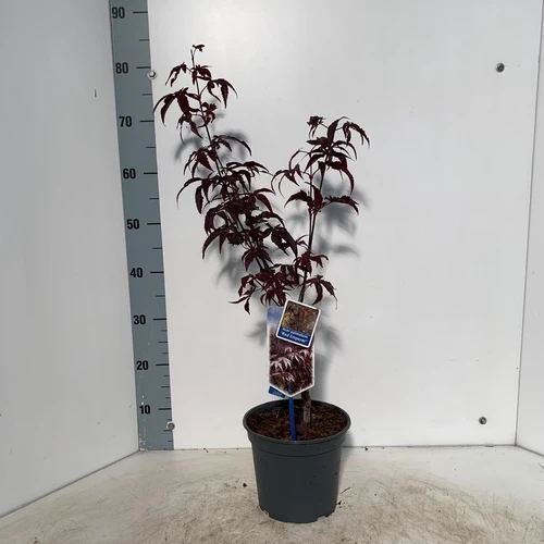 Japanischer Ahorn (Acer palmatum 'Red Emperor')